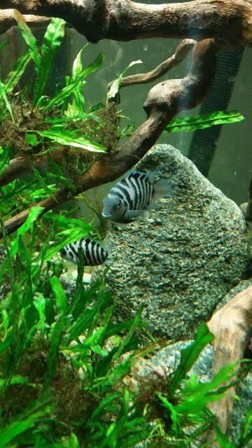 20160318_184038(0).jpg 20160318_184038(0).jpg