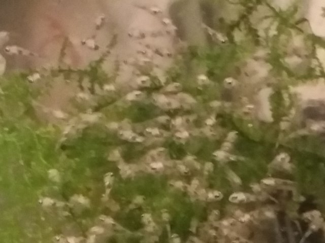 magnifying_2016-03-24_07-33-44.jpg