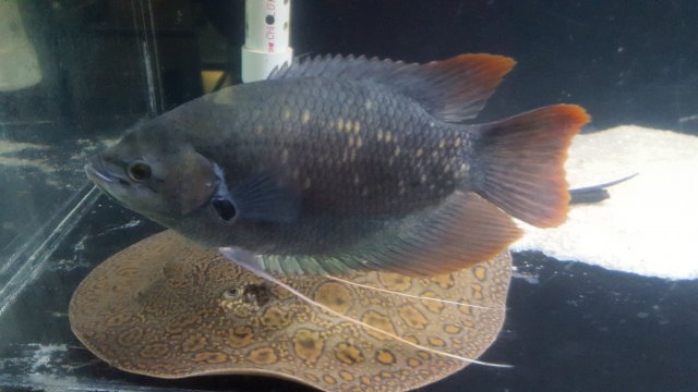 20160318_011141.jpg