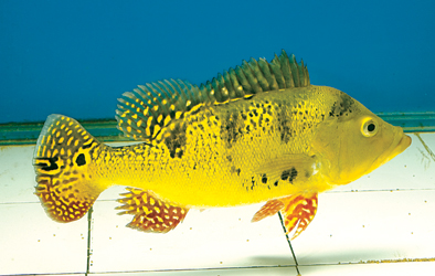 Cichlid-Cichla-kelberi.jpg