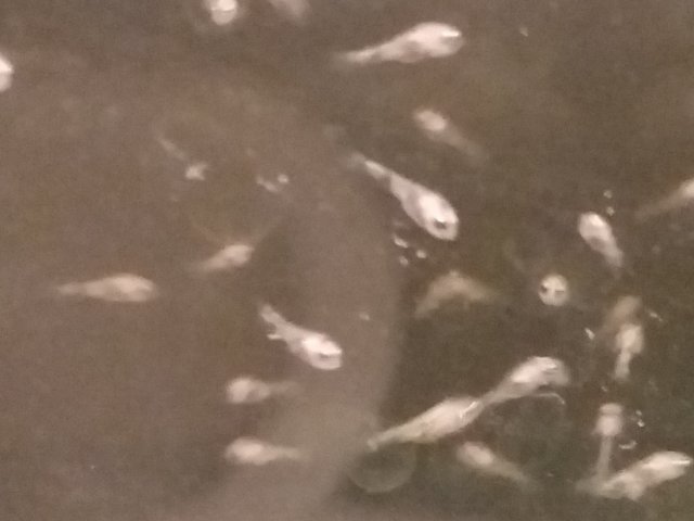 magnifying_2016-03-25_20-31-56.jpg