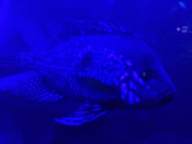 IMG_1908.JPG IMG_1908.JPG