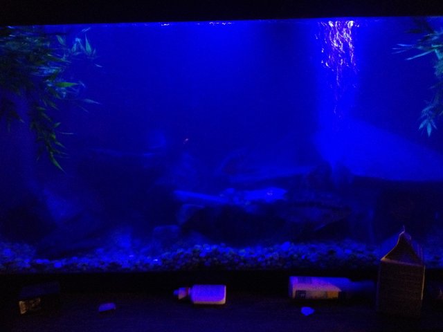 IMG_1894.JPG IMG_1894.JPG