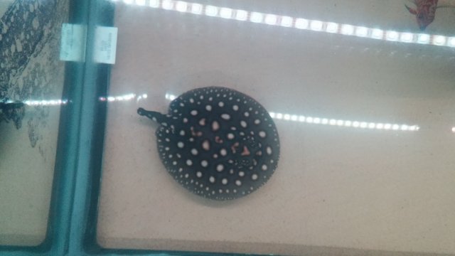 0327162013e.jpg