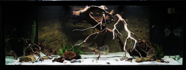 300 Gallon South American Aquarium.JPG