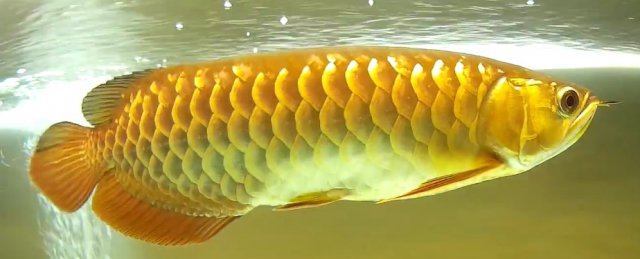 Flash-Arowana-Mar2016.jpg
