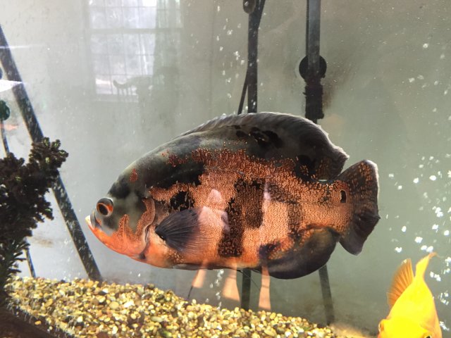 2016-03-19 16.01.05.jpg 2016-03-19 16.01.05.jpg