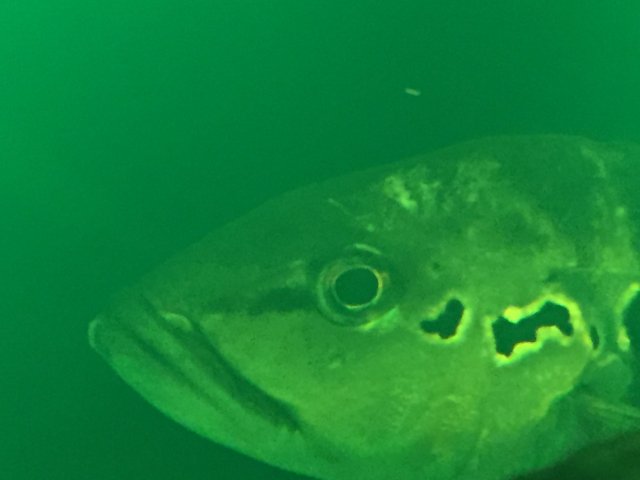 IMG_7930.JPG IMG_7930.JPG