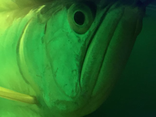 IMG_7932.JPG IMG_7932.JPG