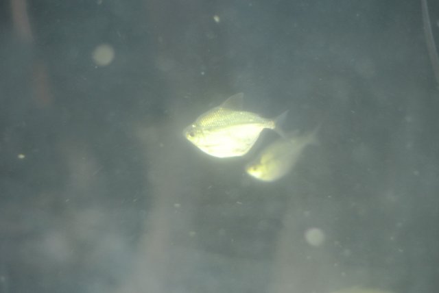 DSC_4213.JPG
