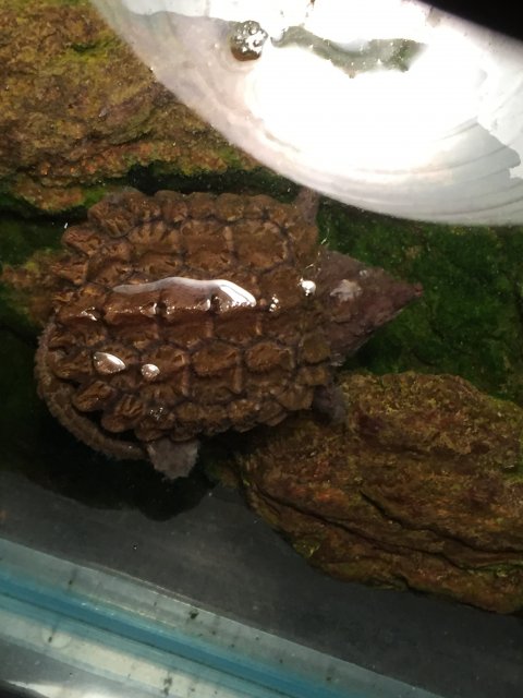 image.jpeg image.jpeg