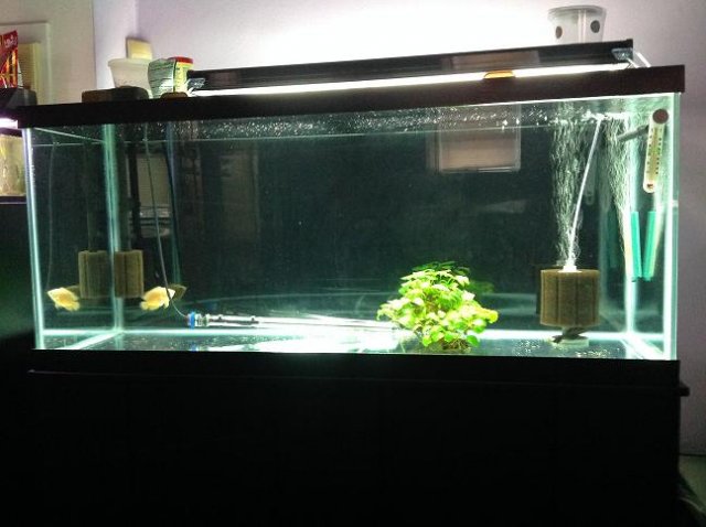 Full Tank Shot.JPG