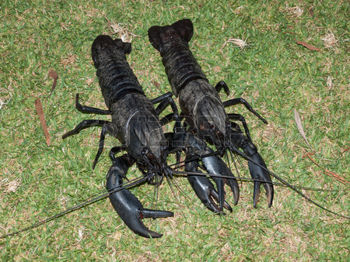 49837405-western-australian-wild-black-marron-crayfish.jpg