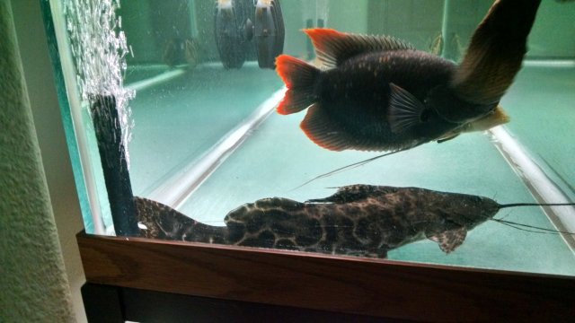 Sailfin Pim Catfish1.jpg Sailfin Pim Catfish1.jpg