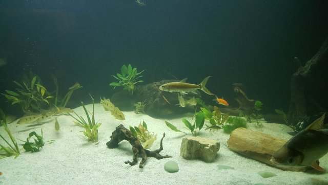 13072320_1174943672518219_620942380_o.jpg