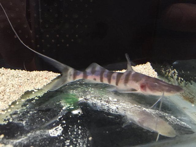 image.jpeg image.jpeg