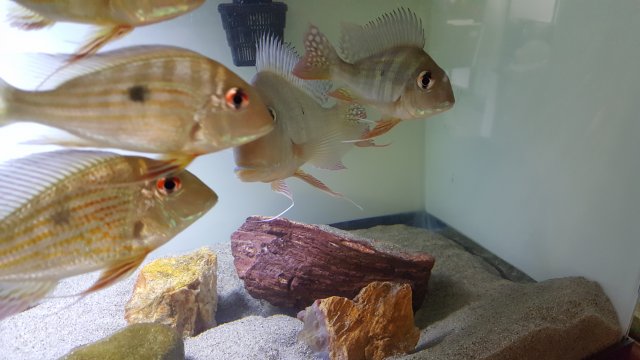 20160411_131729.jpg 20160411_131729.jpg