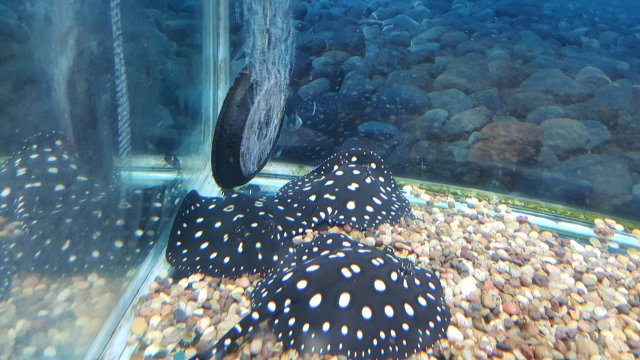 IMG-20160405-WA0011.jpg
