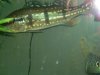 new p-bass and gulper 002.jpg