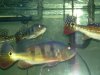 new p-bass and gulper 005.jpg