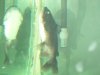 new p-bass and gulper 006.jpg