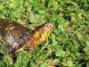 Male-Box-Turtle.gif