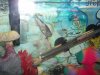 fish 025.jpg