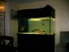 Fish Tanks 001.jpg