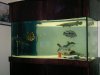 Fish Tanks 002.jpg