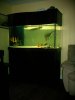 Fish Tanks 003.jpg