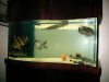 Fish Tanks 004.jpg