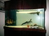 Fish Tanks 006.jpg