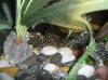 vampire pleco.JPG