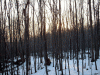 sunset-trees.gif sunset-trees.gif