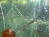 PBEggs2007046.JPG