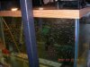 PBEggs2007047.JPG