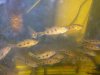 PBEggs2007050.JPG