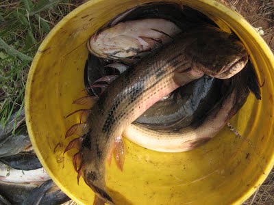 Bichir went into the bucket ( Kigoma Region Ujiji.JPG