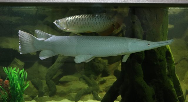 gar-arowana-2016.jpg