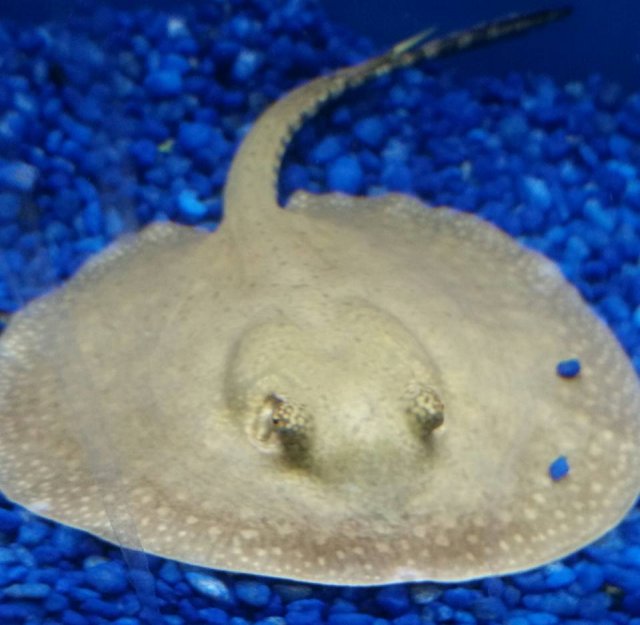 ray at lfs.jpg ray at lfs.jpg