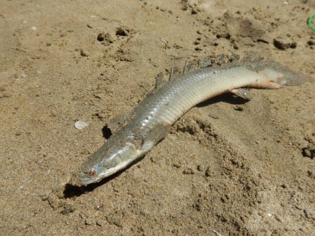 o0800060013616649295.jpg