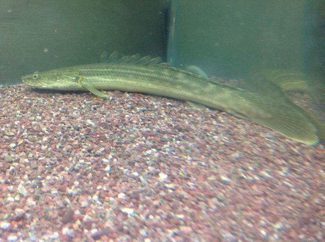 bichir 1.jpeg