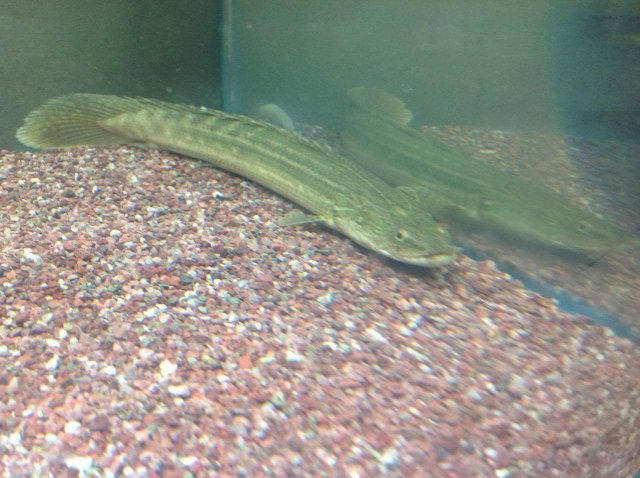 bichir.jpeg