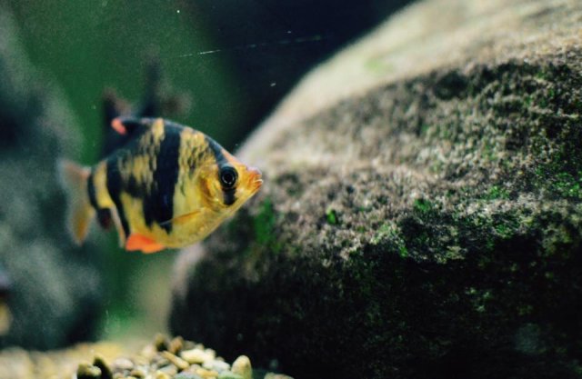 fat tiger barb closeup 5-1.jpg fat tiger barb closeup 5-1.jpg