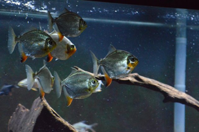 red hook group 5-1-16.jpg red hook group 5-1-16.jpg