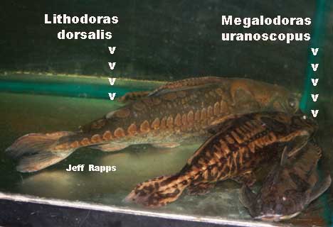 dorsalis.uranoscopus.jpg