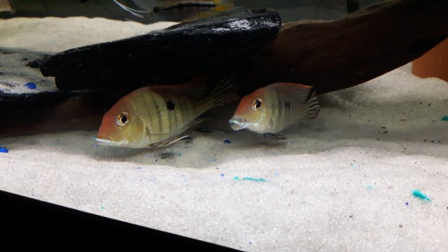 pair.jpg