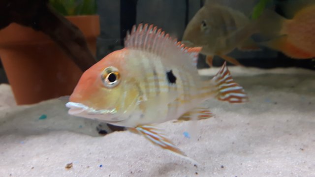 tapajos1.jpg