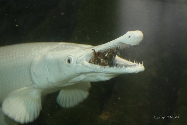 platinum-alligator-gar.jpg