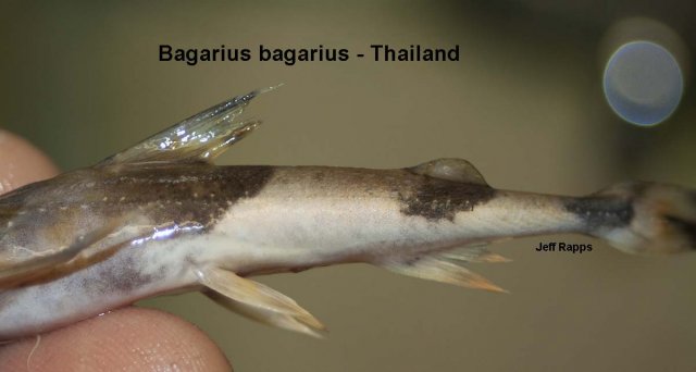 bagarius.jpg